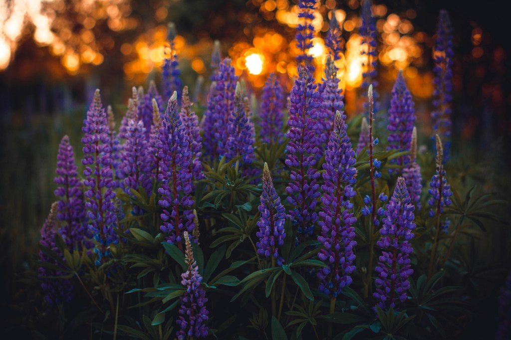 Lupine flowers with a sunset in the background