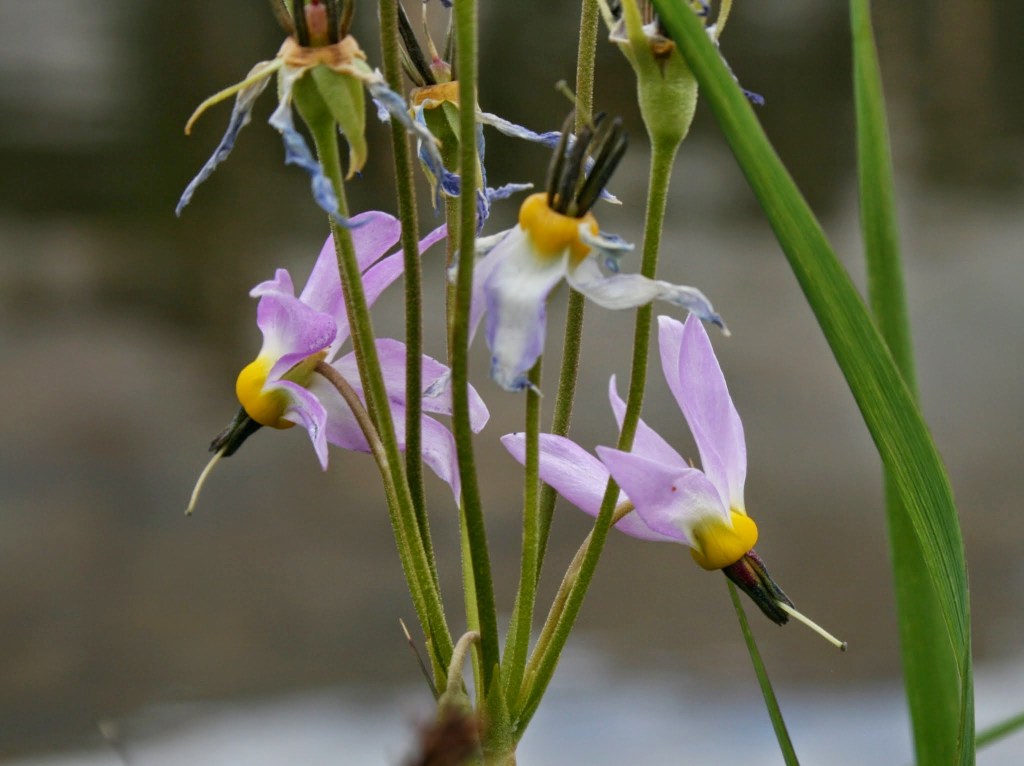 Lilac colored shooting stars