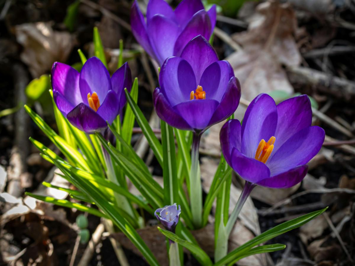Awareness in Nature