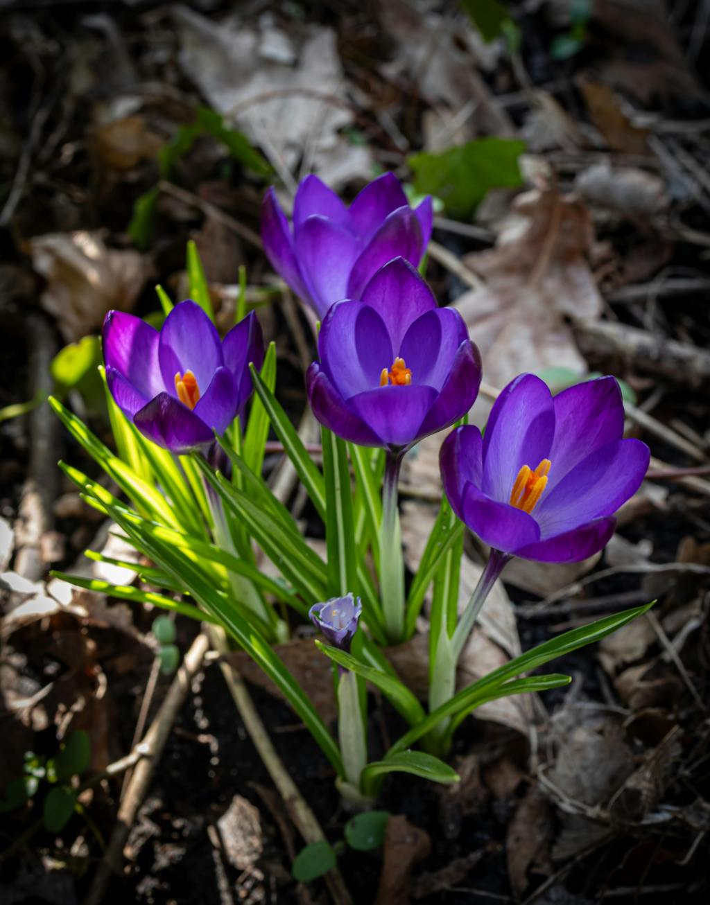 Croci bloom in spring