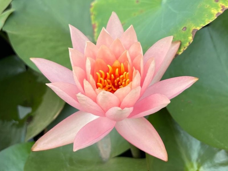 Nature Walk this Saturday @ 9&nbsp;am